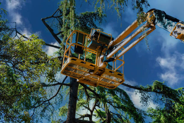 Best Tree Trimming and Pruning  in Hayward, WI