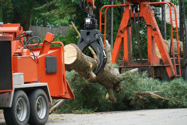 Best Lot and Land Clearing  in Hayward, WI